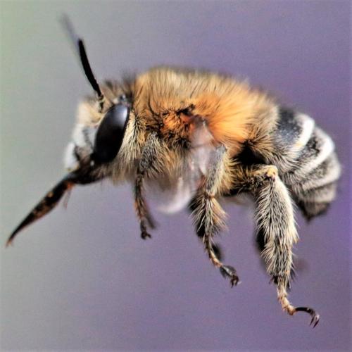 Anthophora pubescens